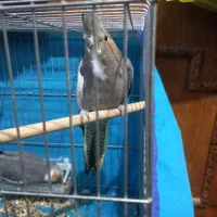 فروش به علت جابه جایی خانه