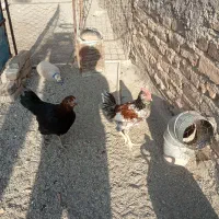 مرغ