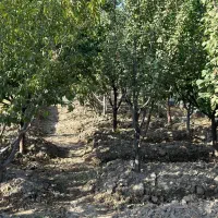 باغ-خوشنام-1200-متر-سند-تک-برگ