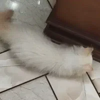 گربه ناز|گربه|قم, باغ کرباسی|دیوار