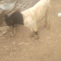 دوبر جوان|حیوانات مزرعه|گتوند, |دیوار