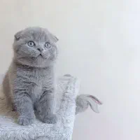 پیشی