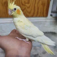 عروس کاملا دستی|پرنده|کاشان, زیدی|دیوار