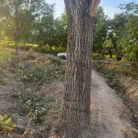 تنه درخت