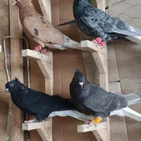 کفتر دم سفید ۴عدد نروماده پاک دم بدون شعمعک
