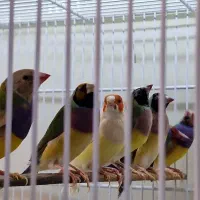 فروش قناری نر بخون و ماده و فنچ گلدین