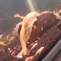 لجنخوار پوزه بوته ای باله بلند ماده مشکی