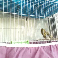 قناری نر سبز|پرنده|اصفهان, جاوان|دیوار