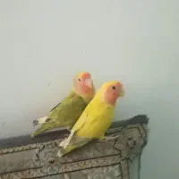 طوطی کوتوله