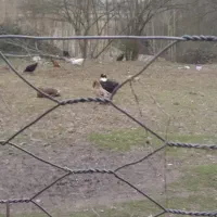 فروش خروس و اردک|حیوانات مزرعه|طاهرگوراب, |دیوار