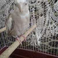 عروس هلندی جفت با جوجه|پرنده|گالیکش, |دیوار