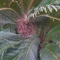 گل سیکاس ۱۵ ساله|گل و گیاه طبیعی|ضیابر, |دیوار