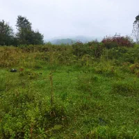 1600متر باغی شالی انشعابات پای زمین گیلان زیبا|فروش زمین و ملک کلنگی|احمدسرگوراب, |دیوار