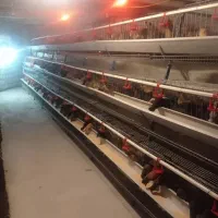 مرغ تخم گذار