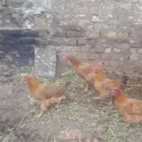 مرغ محلی|حیوانات مزرعه|قزوین, |دیوار