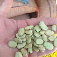 باقله خشک درجه یک|خوردنی و آشامیدنی|گوآور, |دیوار