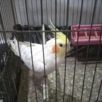 عروس پاریس سخنگو نر مست