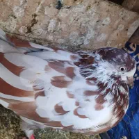 کبوتر های پرشی سالم ب تضمین|پرنده|املش, |دیوار