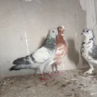 کفتر کبوتر
