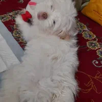 سگ شیتزو عروسکی