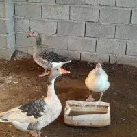 غازنروماده بالغ|حیوانات مزرعه|گنبد کاووس, |دیوار