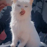 گربه پرشین معاوضه هم دارم|گربه|بم, |دیوار