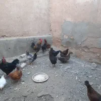 مرغ تخم گزار سالم سالم|حیوانات مزرعه|کرمانشاه, |دیوار