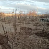 فروش باغ دیوار کشی 400 متری علی آباد (  جلال آباد)|فروش خانه و ویلا|نجف‌آباد, حومه نجف آباد|دیوار