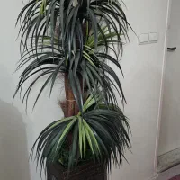 گل مصنوعی نخل