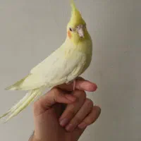 عروس هلندی نر|پرنده|اندیمشک, |دیوار