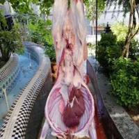 کاور چاق وبزغاله و.. گوسفند روستایی|حیوانات مزرعه|مشهد, آبکوه|دیوار