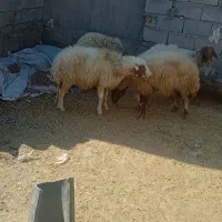 قصابی گوشت ارزان ودام زنده گوساله،شیشک،بز،تی،|حیوانات مزرعه|پلدختر, |دیوار