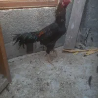 خروس لاری|حیوانات مزرعه|بجنورد, |دیوار