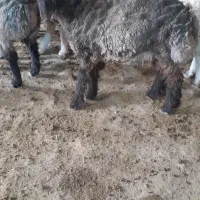 بره نر کشتاری