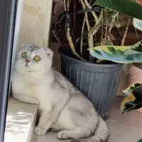 فروش گربه اسکاتیش رنگ سلیور