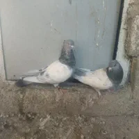 کبوتر|پرنده|شیراز, سجادیه|دیوار
