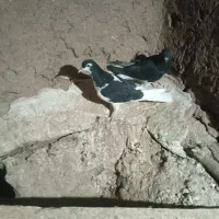 پرنده