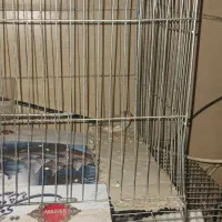 فنچ|پرنده|کرمان, |دیوار