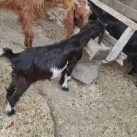 دو عدد کره ماده