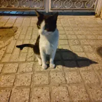 نیاز به سرپرست فوری گربه مادر و بچه|گربه|تهران, دهقان|دیوار