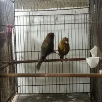 قناری کبالت اورجینال