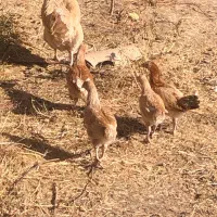 جوجه مرغ سرحال بشرط