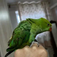 طوطی ملنگو نر