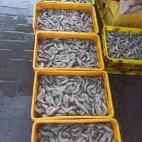 ماهی میگو دریایی|ماهی|تهران, تهرانپارس جنوبی|دیوار