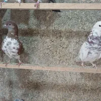 کبوتر پرشی|پرنده|چهاردانگه (تهران), |دیوار