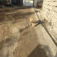 سگ سرابی نر
