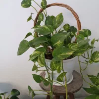 انواع پتوس|گل و گیاه طبیعی|تهران, صادقیه|دیوار