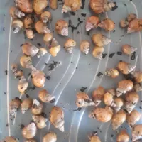 واگذاری وفروش حلزون اچاتینا