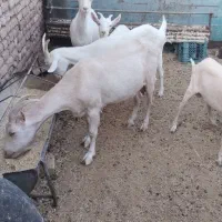 بز سانن|حیوانات مزرعه|بیرجند, |دیوار