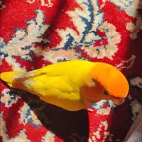 کوتوله برزیلی گمشده|پرنده|کهنوج, |دیوار